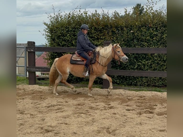 Haflinger Mare 4 years 14,3 hh Chestnut-Red in Daleiden