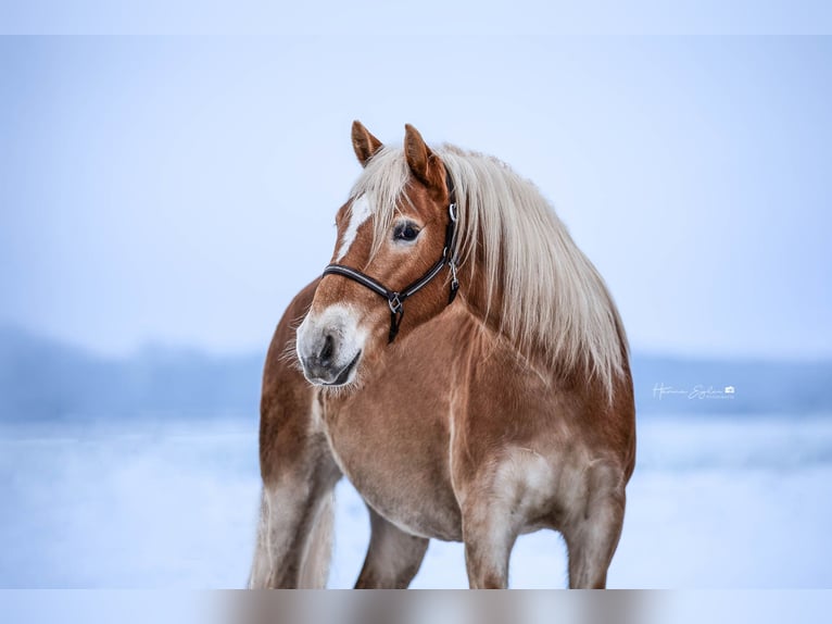 Haflinger Mare 4 years 14,3 hh Chestnut-Red in Klein Offenseth-Sparrieshoop