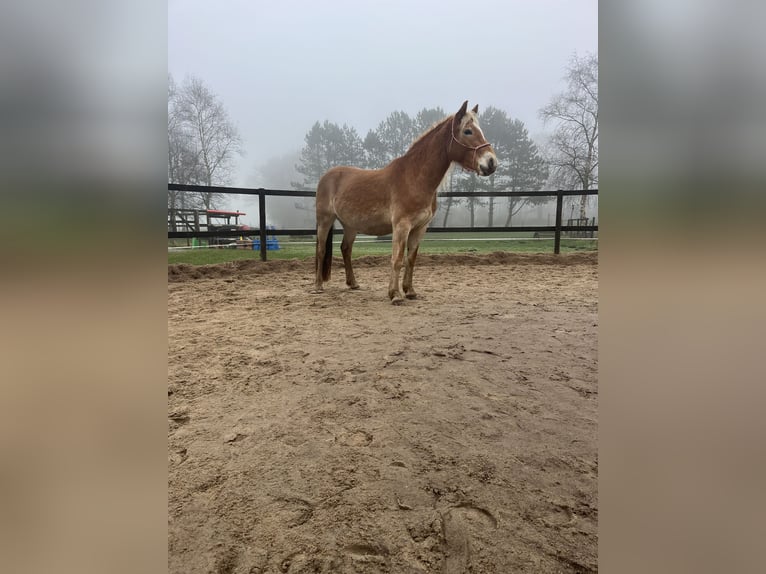 Haflinger Mare 4 years 14,3 hh Chestnut-Red in Klein Offenseth-Sparrieshoop