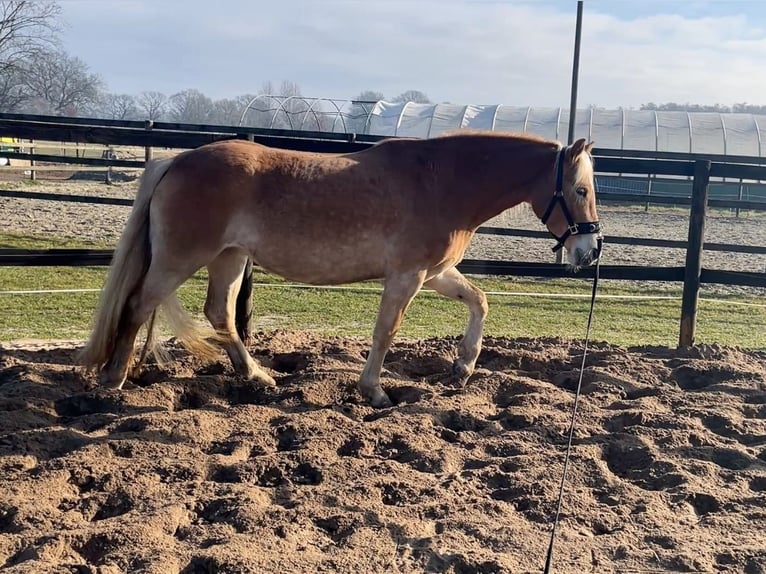 Haflinger Mare 4 years 14,3 hh Chestnut-Red in Klein Offenseth-Sparrieshoop