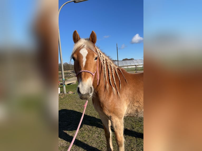 Haflinger Mare 4 years 14,3 hh Chestnut-Red in Klein Offenseth-Sparrieshoop