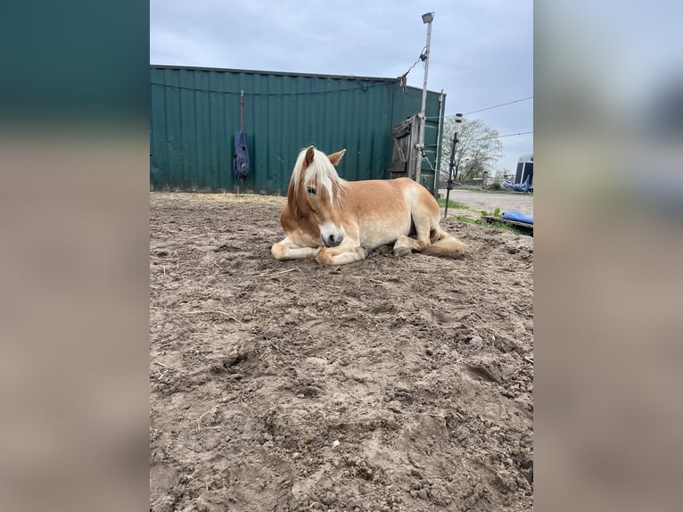 Haflinger Mare 4 years 14,3 hh Chestnut-Red in Klein Offenseth-Sparrieshoop
