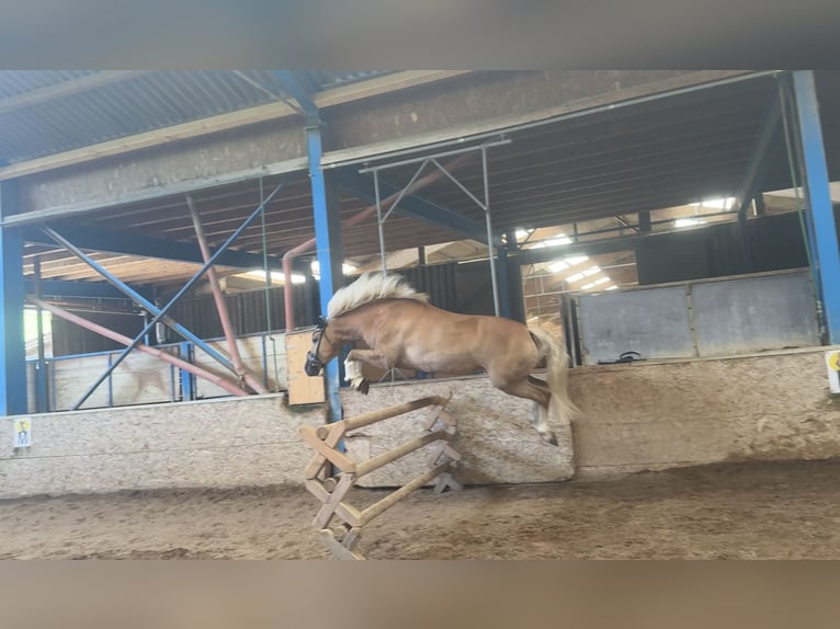 Haflinger Mare 4 years 14,3 hh Dun in Hausmening