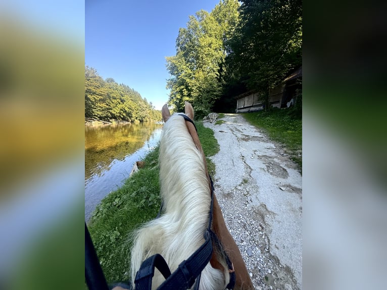 Haflinger Mare 4 years 14,3 hh Dun in Hausmening