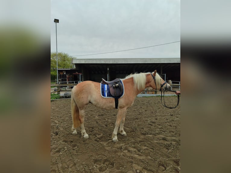 Haflinger Mare 4 years 15.1 hh Chestnut-Red in Drensteinfurt
