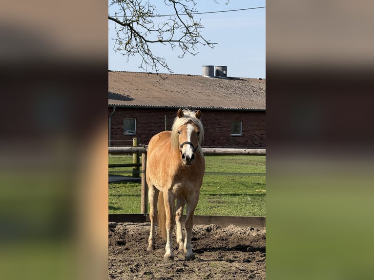 Haflinger Mare 4 years 15.1 hh Chestnut-Red in Drensteinfurt