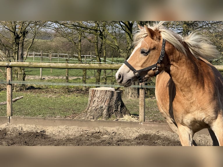 Haflinger Mare 4 years 15.1 hh Chestnut-Red in Drensteinfurt
