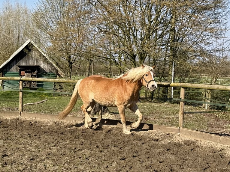 Haflinger Mare 4 years 15.1 hh Chestnut-Red in Drensteinfurt