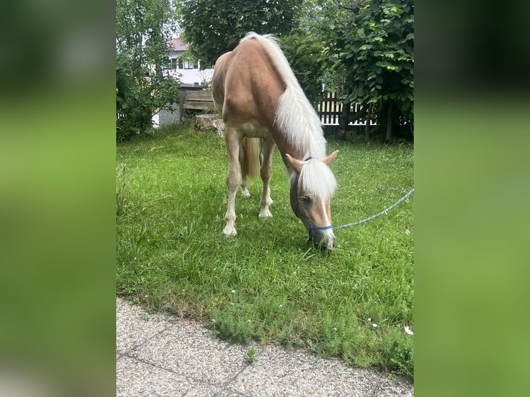 Haflinger Mare 4 years 15,2 hh Brown-Light in Großgmain