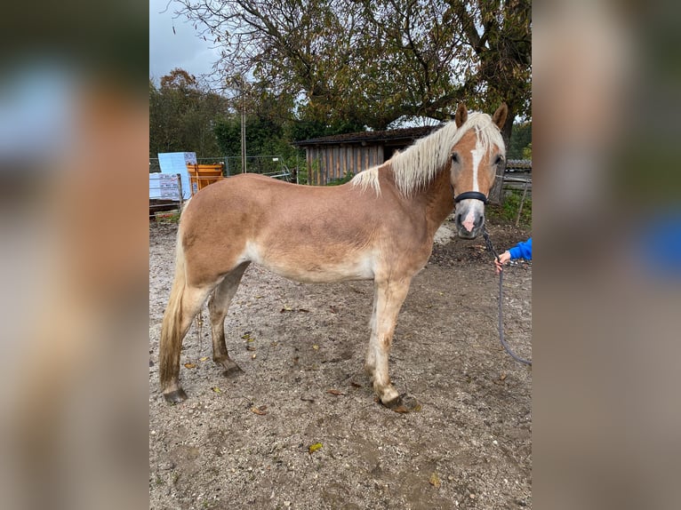 Haflinger Mare 4 years 15,2 hh Brown-Light in Großgmain