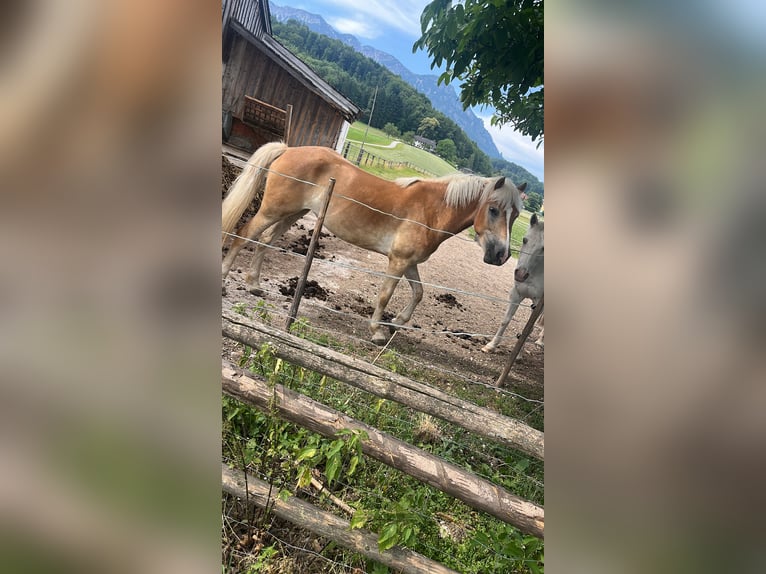 Haflinger Mare 4 years 15,2 hh Brown-Light in Großgmain