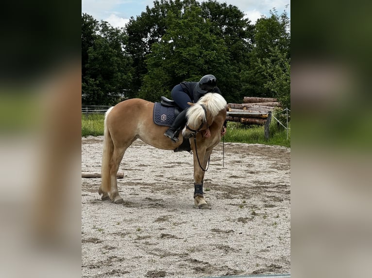 Haflinger Mare 4 years 15,2 hh Brown-Light in Großgmain