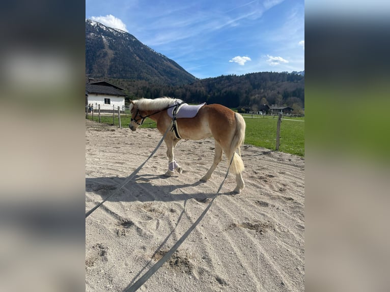 Haflinger Mare 4 years 15,2 hh Brown-Light in Großgmain