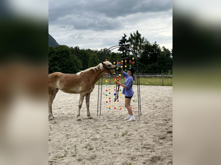 Haflinger Mare 4 years 15,2 hh Brown-Light in Großgmain