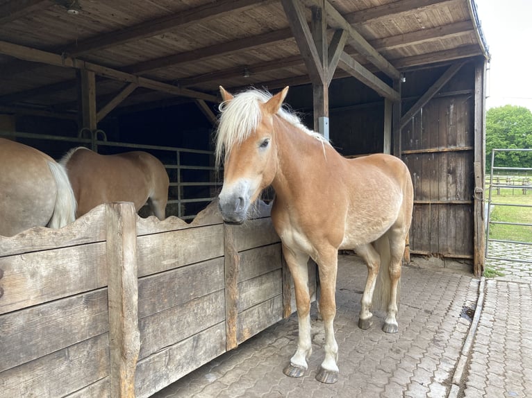 Haflinger Mare 4 years 15 hh Chestnut-Red in Hamburg Rahlstedt