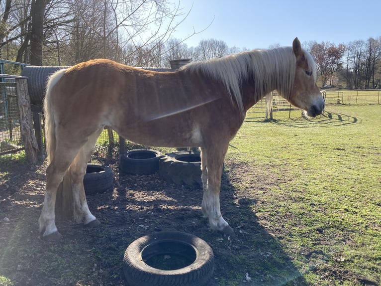 Haflinger Mare 4 years 15 hh Chestnut-Red in Hamburg Rahlstedt