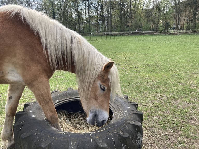 Haflinger Mare 4 years 15 hh Chestnut-Red in Hamburg Rahlstedt