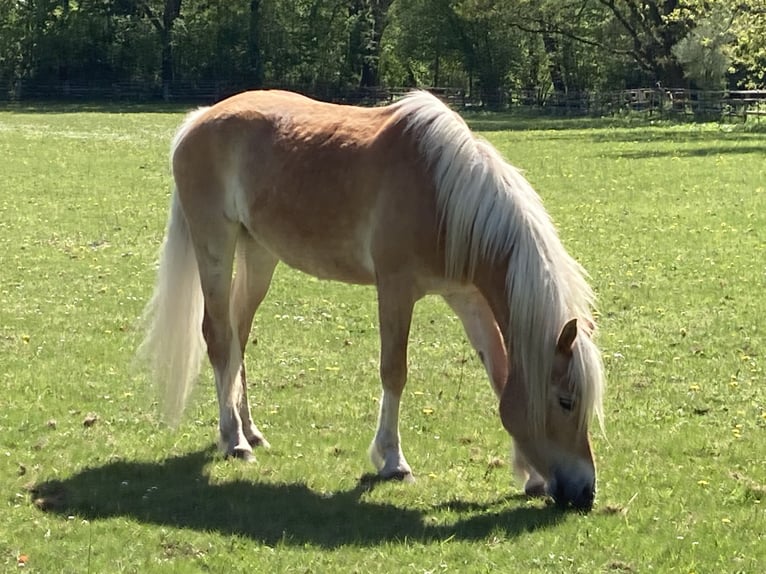 Haflinger Mare 4 years 15 hh Chestnut-Red in Hamburg Rahlstedt