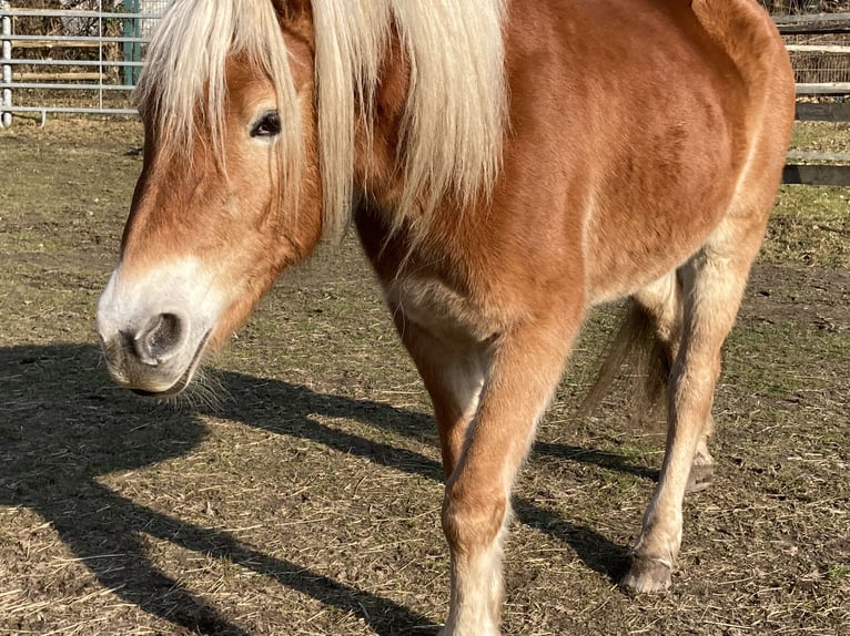 Haflinger Mare 4 years 15 hh Chestnut-Red in Hamburg Rahlstedt