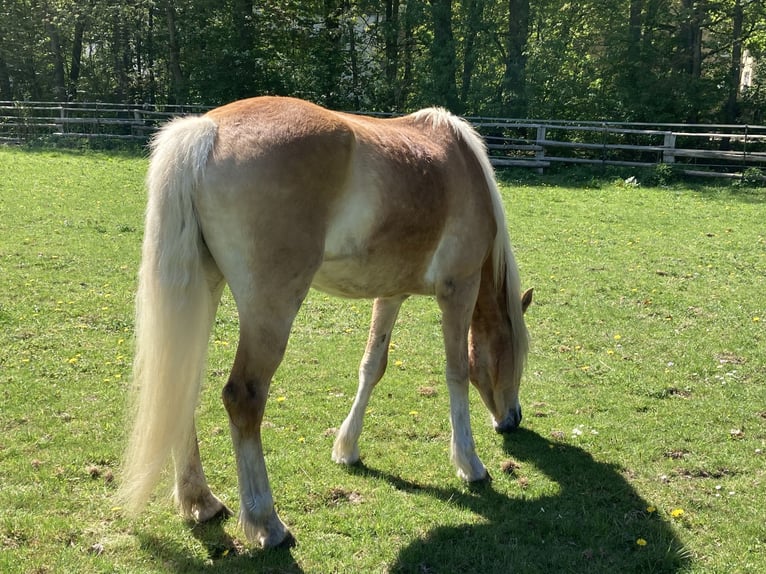 Haflinger Mare 4 years 15 hh Chestnut-Red in Hamburg Rahlstedt
