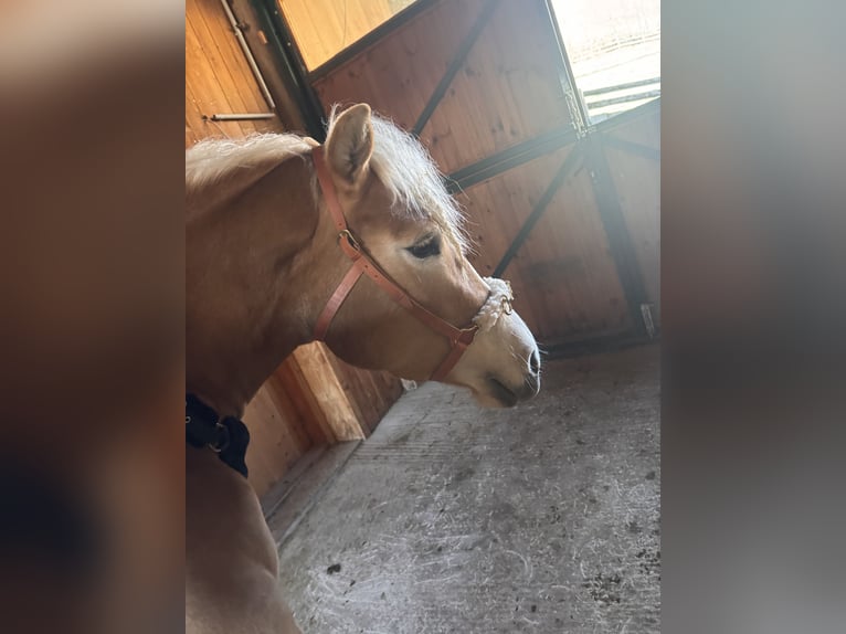 Haflinger Mare 4 years 15 hh Chestnut-Red in St. Veit