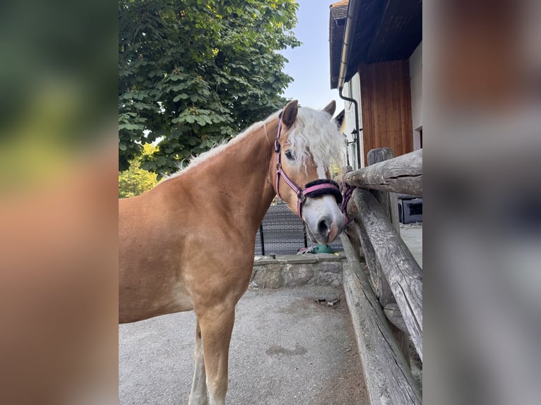 Haflinger Mare 4 years 15 hh Chestnut-Red in St. Veit
