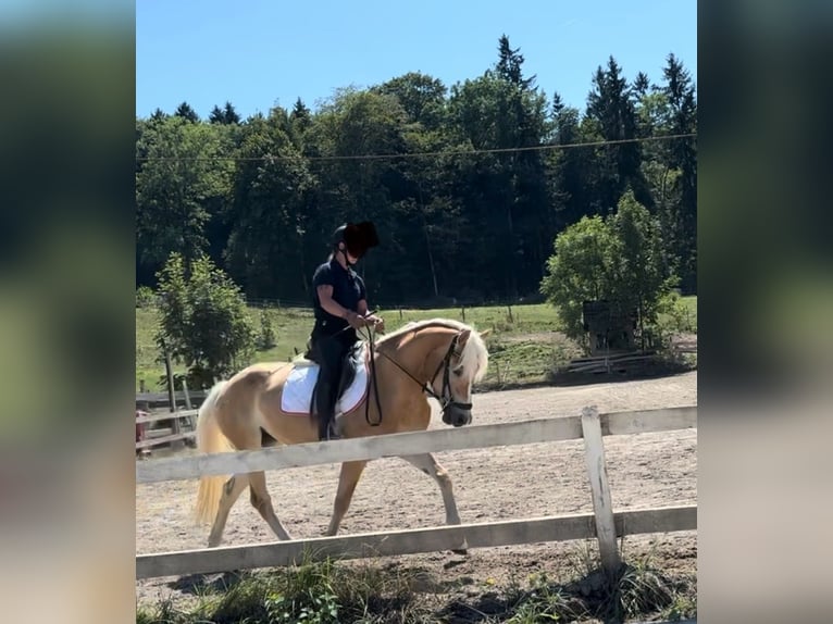 Haflinger Mare 4 years 15 hh Chestnut-Red in St. Veit