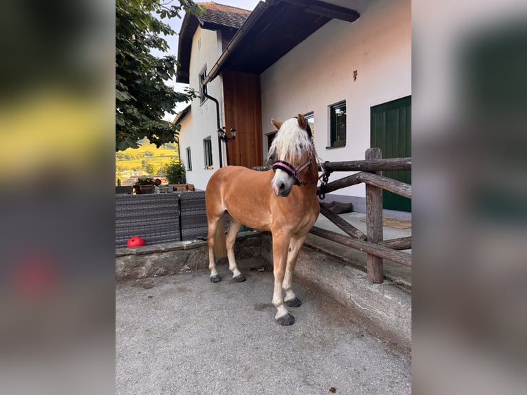 Haflinger Mare 4 years 15 hh Chestnut-Red in St. Veit