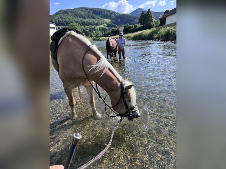 Haflinger Mare 4 years 15 hh Chestnut-Red in St. Veit