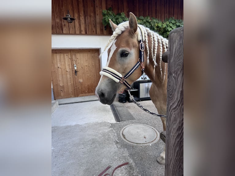 Haflinger Mare 4 years 15 hh Chestnut-Red in St. Veit