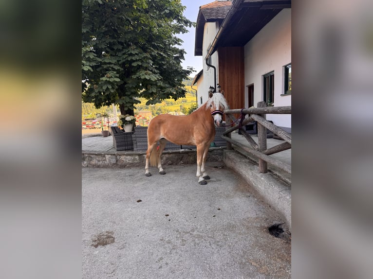 Haflinger Mare 4 years 15 hh Chestnut-Red in St. Veit