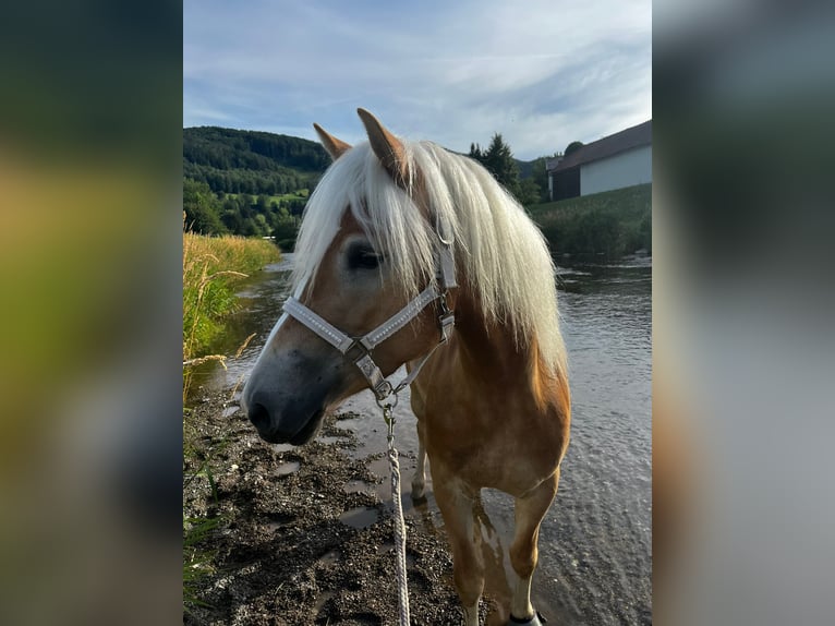 Haflinger Mare 4 years 15 hh Chestnut-Red in St. Veit
