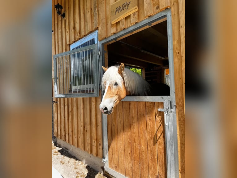 Haflinger Mare 4 years 15 hh Chestnut-Red in St. Veit