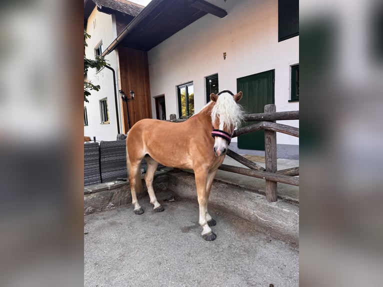 Haflinger Mare 4 years 15 hh Chestnut-Red in St. Veit