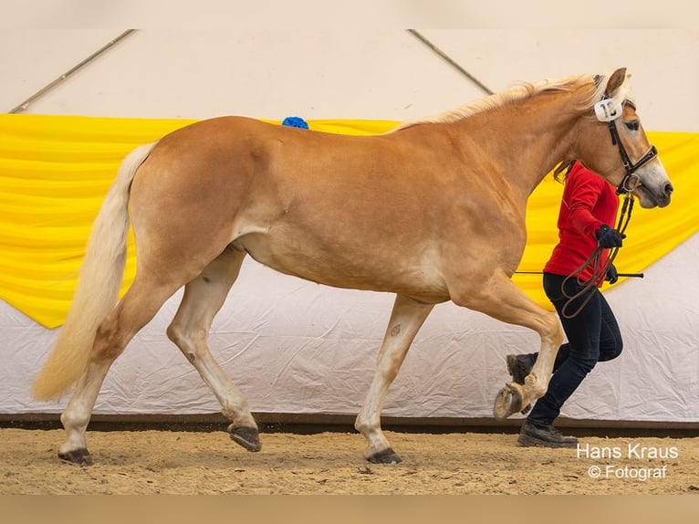 Haflinger Mare 4 years 15 hh Chestnut-Red in St. Veit