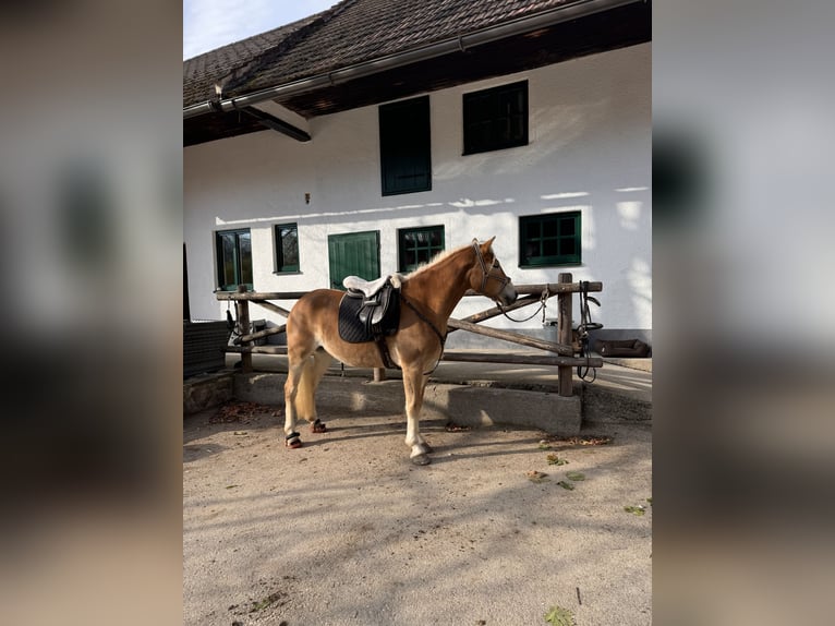 Haflinger Mare 4 years 15 hh Chestnut-Red in St. Veit