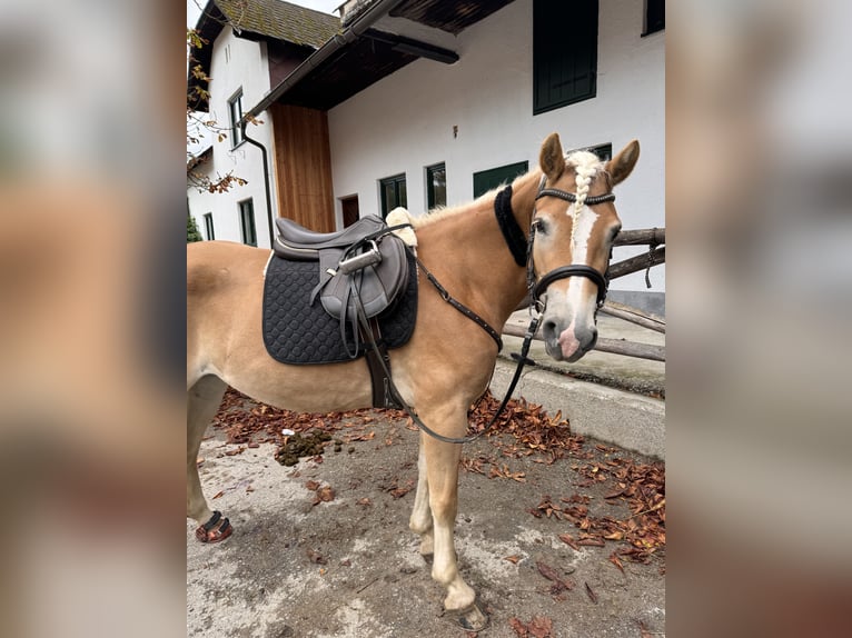 Haflinger Mare 4 years 15 hh Chestnut-Red in St. Veit