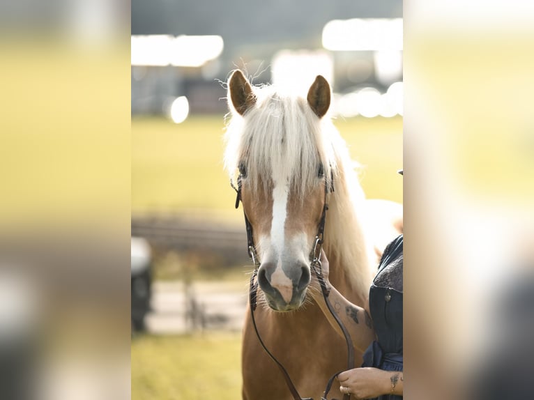 Haflinger Mare 4 years 15 hh Chestnut-Red in St. Veit
