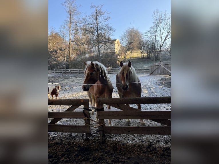 Haflinger Mare 4 years 15 hh Chestnut-Red in St. Veit