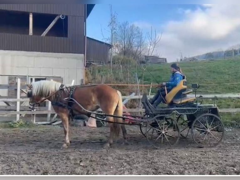 Haflinger Mare 4 years 15 hh Chestnut-Red in St. Veit