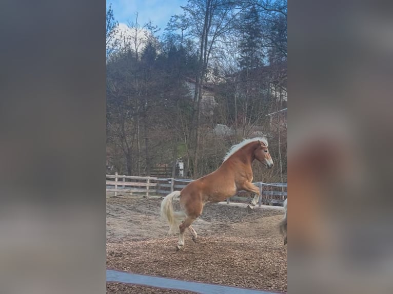 Haflinger Mare 4 years 15 hh Chestnut-Red in St. Veit