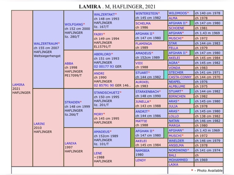 Haflinger Mare 4 years 15 hh Chestnut-Red in St. Veit
