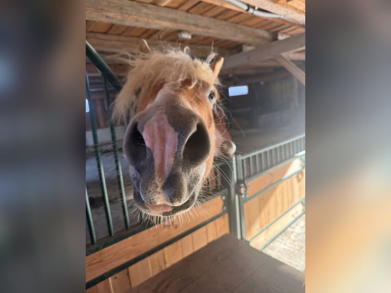 Haflinger Mare 4 years 15 hh Chestnut-Red in St. Veit