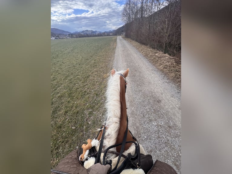 Haflinger Mare 4 years 15 hh Chestnut-Red in St. Veit