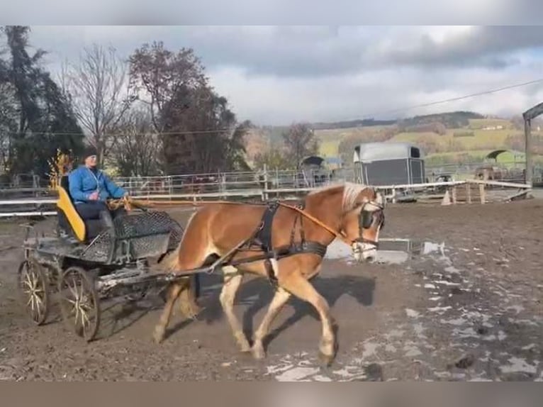 Haflinger Mare 4 years 15 hh Chestnut-Red in St. Veit