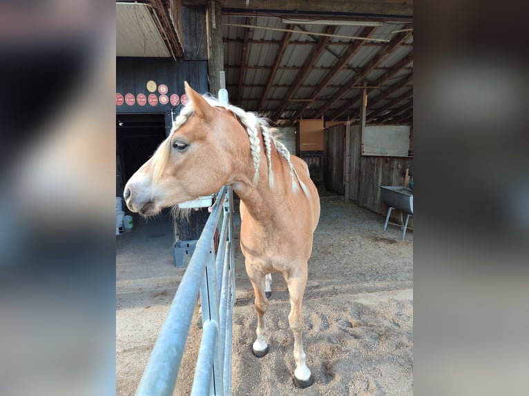 Haflinger Mare 4 years 15,1 hh Chestnut-Red in Drensteinfurt