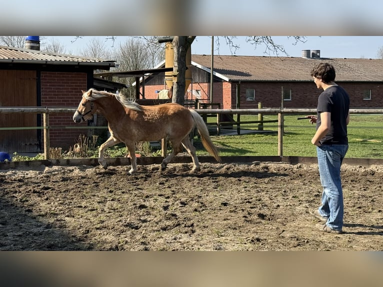 Haflinger Mare 4 years 15,1 hh Chestnut-Red in Drensteinfurt