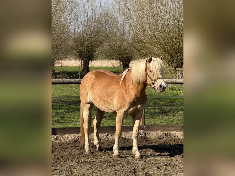 Haflinger Mare 4 years 15,1 hh Chestnut-Red in Drensteinfurt