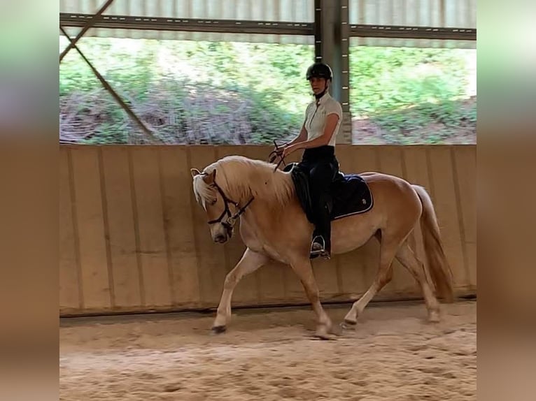 Haflinger Mare 4 years 15,1 hh Cremello in Niederstaufenbach