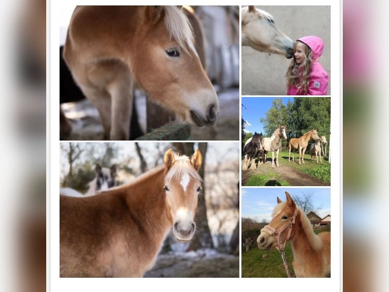 Haflinger Mare 4 years 15,1 hh Cremello in Niederstaufenbach